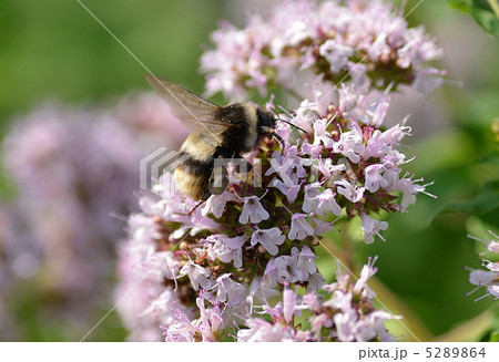 蜂と花 5289864