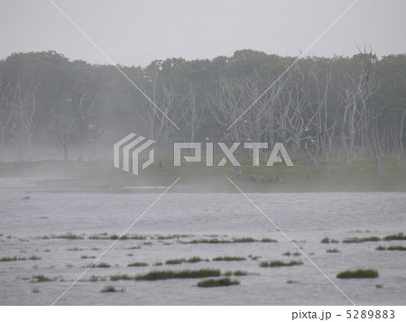 霧の野付半島 5289883