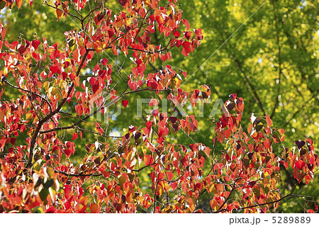 秋のイメージ 南京ハゼの紅葉 秋のイメージ 南京ハゼの紅葉 5289889