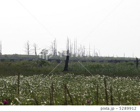 野付半島トドワラ 野付半島トドワラ 5289912