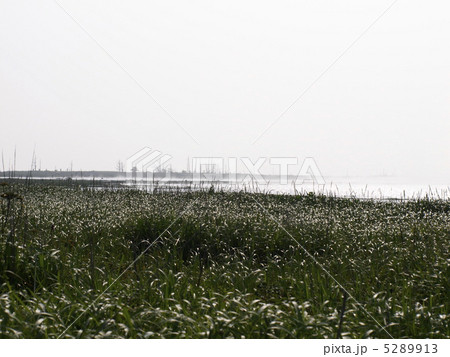 野付半島トドワラ 5289913