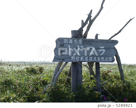 夏の野付半島 5289921