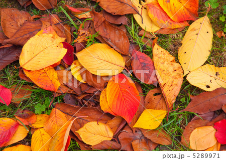 晩秋の庭 5289971