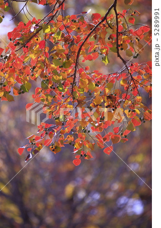 秋のイメージ ハゼの木の紅葉の写真素材