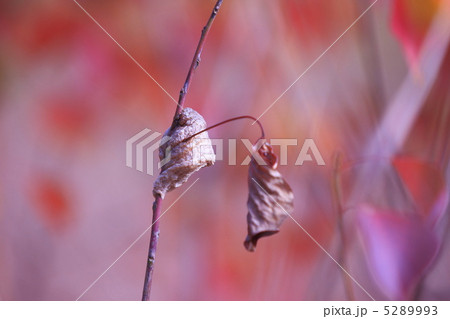 秋のイメージ　カマキリの玉子 5289993