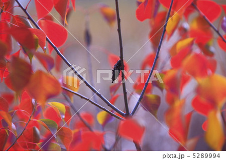 秋のイメージ　蓑虫と紅葉 5289994
