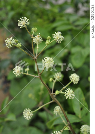 ウドの花 5290158