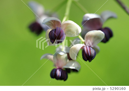 アケビの花 5290160