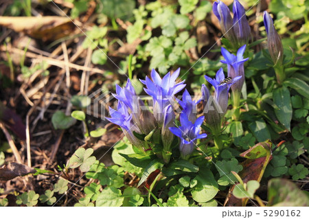 秋に咲く花 竜胆 秋に咲く花 竜胆 5290162