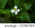 ドクダミの花 5290769