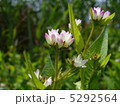 道ばたの蓮華 5292564