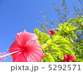 ハイビスカスと青い空 5292571
