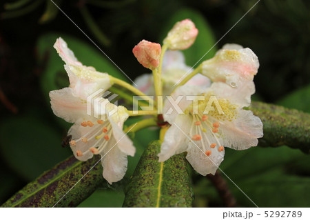 露に濡れるハクサンシャクナゲ 5292789