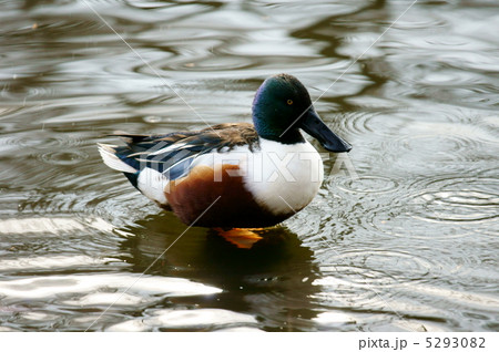 嘴広鴨ハシビロガモ雄 凛々しい姿です 嘴広鴨ハシビロガモ雄 凛々しい姿です 5293082