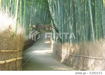 竹林に続く小道 竹林に続く小道 5293151