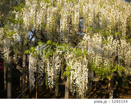 白いアジサイ 5293154