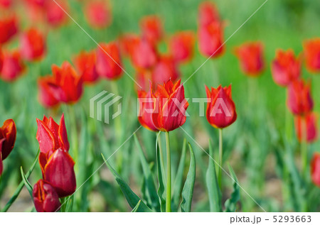 Flowers tulips in the garden Flowers tulips in the garden 5293663