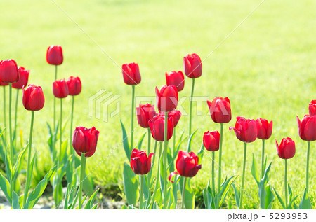 Garden with tulip flowers in summer Garden with tulip flowers in summer 5293953