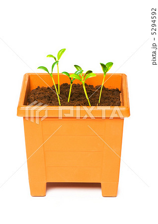 Green saplings growing in the clay pot Green saplings growing in the clay pot 5294592