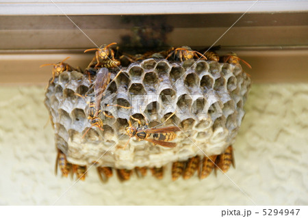 蜂の巣 5294947