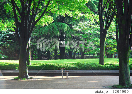 新緑の砧公園 新緑の砧公園 5294999
