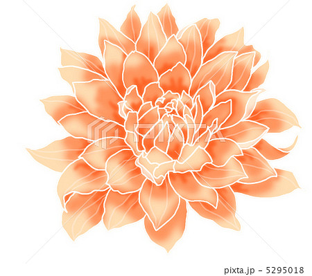 ダリア ダリア 5295018
