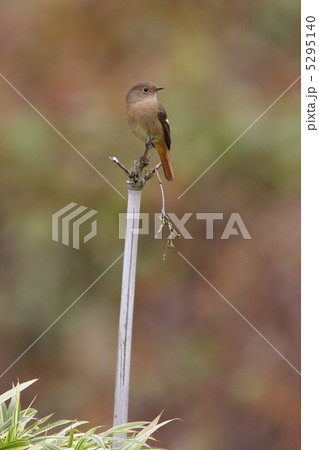 ジョウビタキ雌 ジョウビタキ雌 5295140