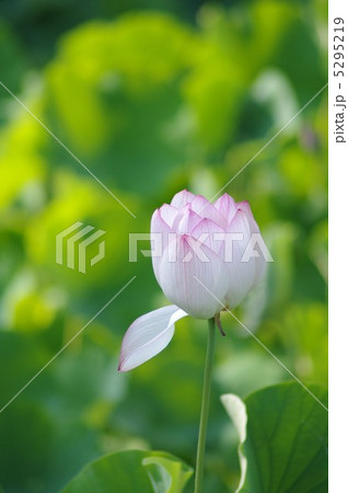 大賀ハスの花 5295219