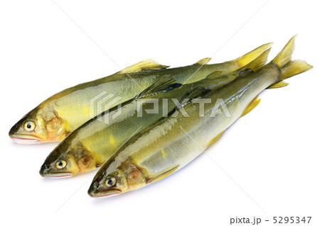 鮎 鮎 5295347