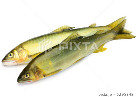 鮎 5295348