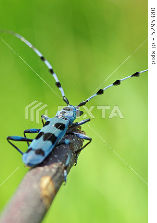 ルリボシカミキリ 5295380