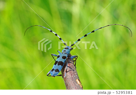 ルリボシカミキリ 5295381