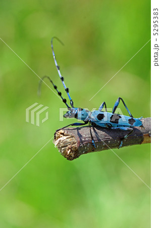 ルリボシカミキリ ルリボシカミキリ 5295383