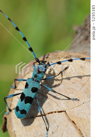 ルリボシカミキリ 5295385