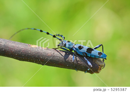 ルリボシカミキリ ルリボシカミキリ 5295387