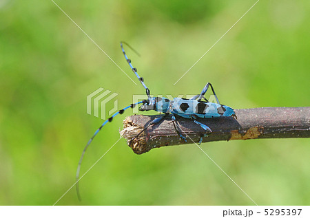 ルリボシカミキリ ルリボシカミキリ 5295397