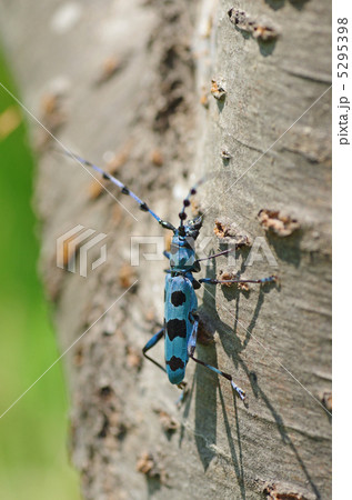 ルリボシカミキリ 5295398