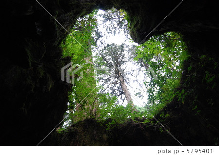 ウィルソン株 5295401