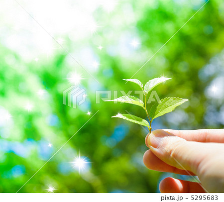 木の葉を持つ 木の葉を持つ 5295683