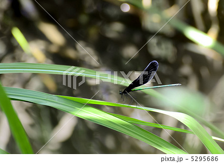 トンボ 5295686