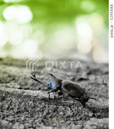 かぶと虫 5295688