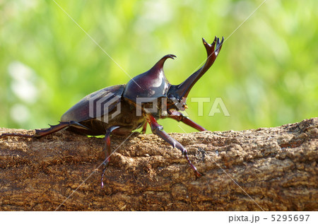 カブトムシ 5295697