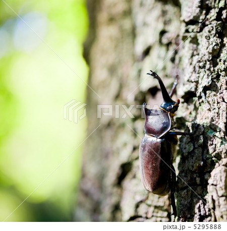 カブト虫 カブト虫 5295888