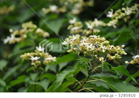 樹木の花　～クサギ～ 5295910