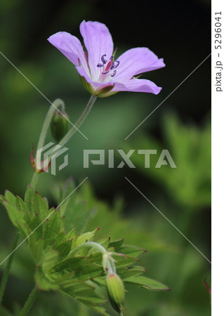 八幡平のハクサンフウロ 5296041