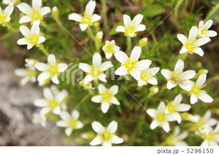 タカネツメクサ 5296150