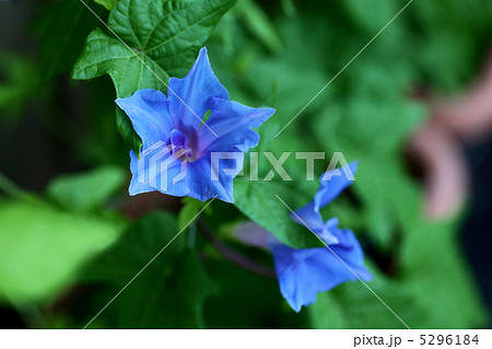 あさがお 5296184