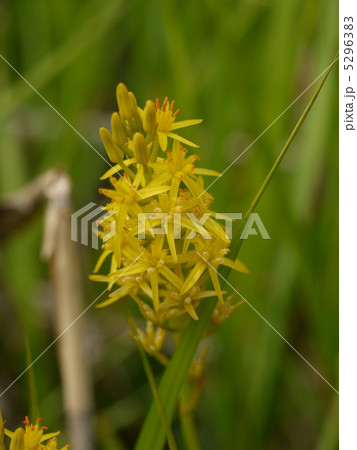 キンコウカ キンコウカ 5296383