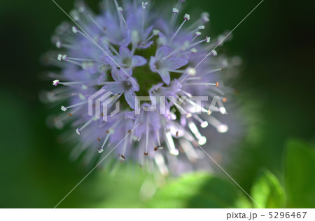 花火のような花の写真素材