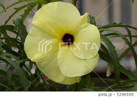 花オクラ 5296500